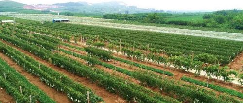 2020年“精致平阴·映像锦水”摄影大赛征稿启幕 用镜头定格生态之美与制造新篇